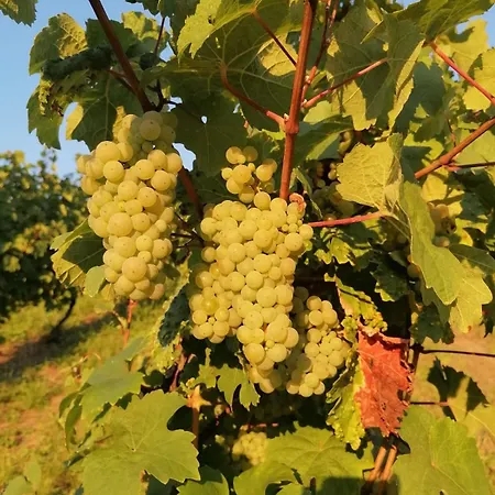 דירה - Loft Mosel & Weinquartier, Balkon, Parkplatz, Moderne Kueche, Bis 8 Personen