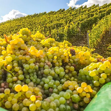 - Loft Mosel & Weinquartier, Balkon, Parkplatz, Moderne Kueche, Bis 8 Personen アパート ピースポルト