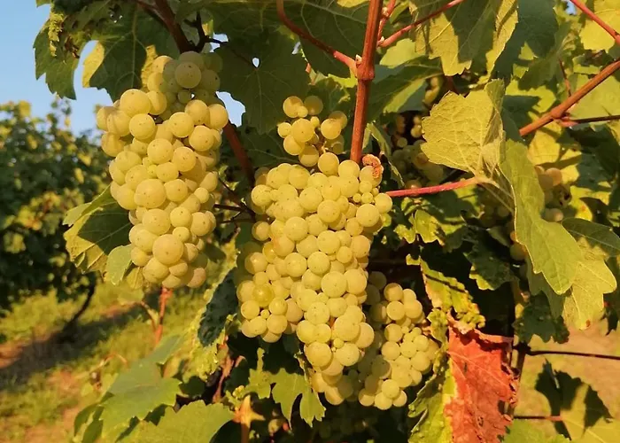 דירה - Loft Mosel & Weinquartier, Balkon, Parkplatz, Moderne Kueche, Bis 8 Personen